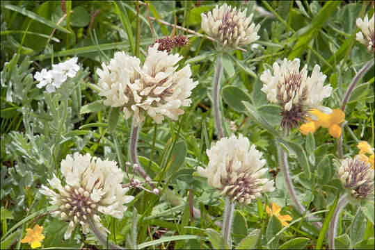 Image of Trifolium noricum Wulfen