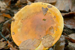 Image of Cortinarius elegantissimus Rob. Henry 1989