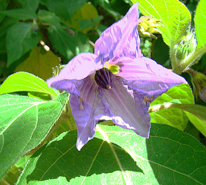 Image of lycianthes