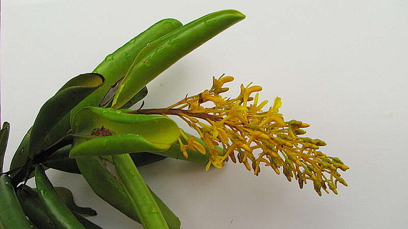 Image of Vochysia lucida C. Presl