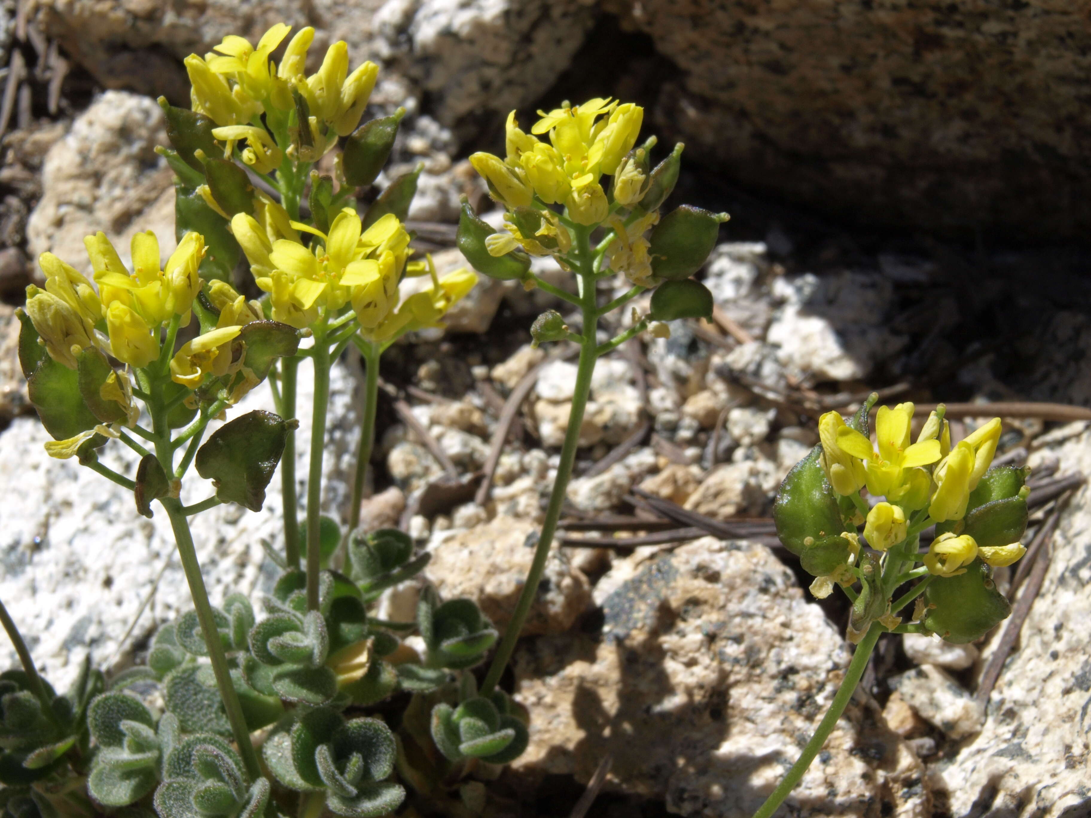 Sivun Draba asterophora Payson kuva