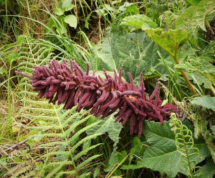 صورة Gunnera talamancana H. Weber & Mora