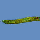 Image of Lepocinclis oxyuris