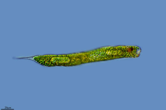 Image of Lepocinclis oxyuris