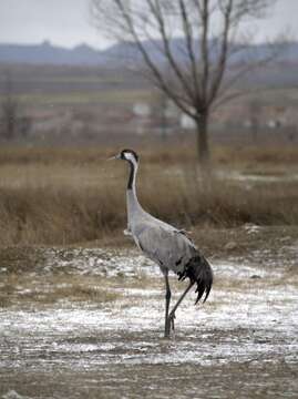 Image of Common Crane