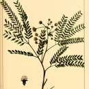 Imagem de Lysiloma latisiliquum (L.) Benth.