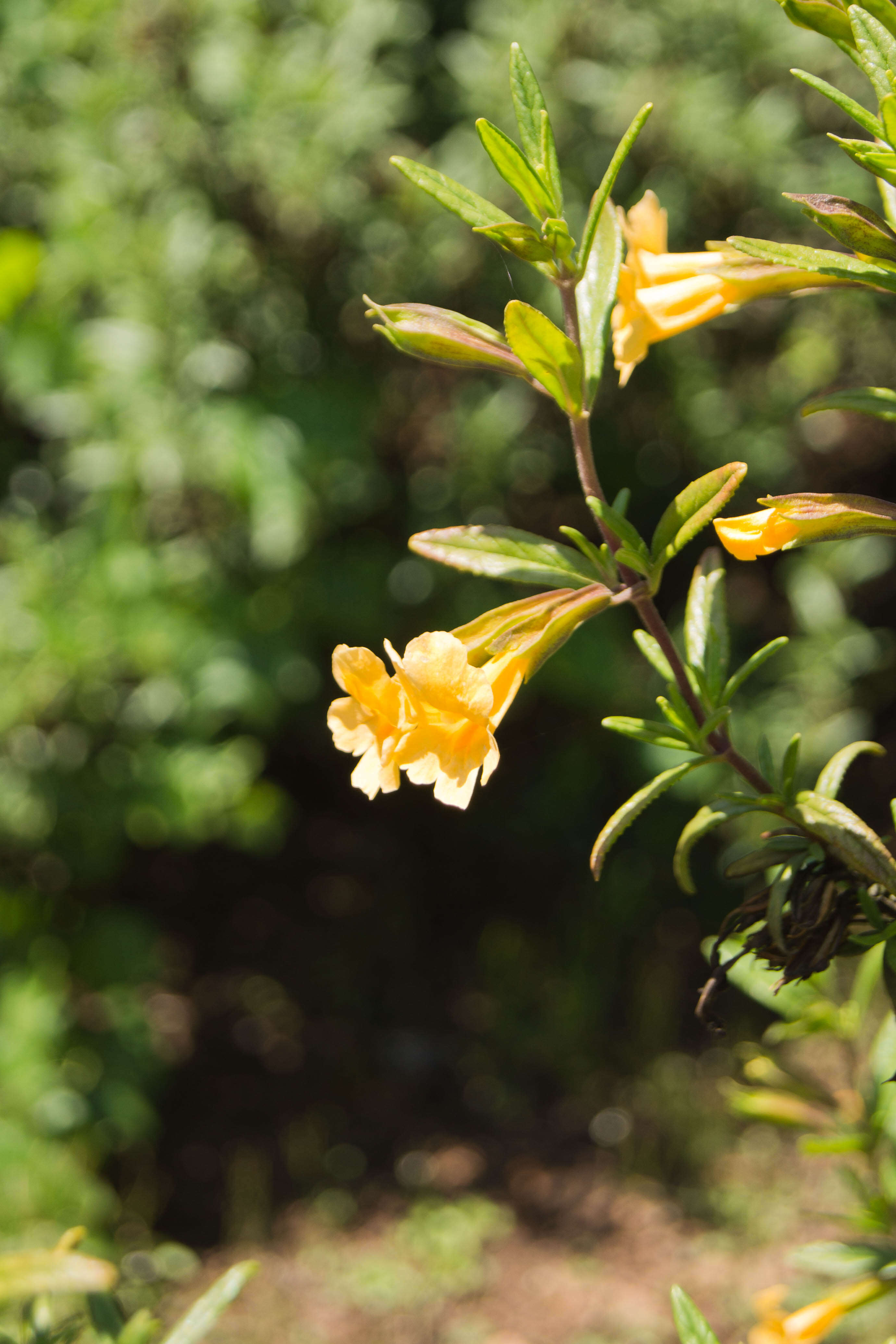 Plancia ëd Diplacus aurantiacus (W. Curtis) Jepson