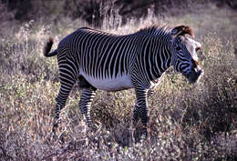 Image of zebra