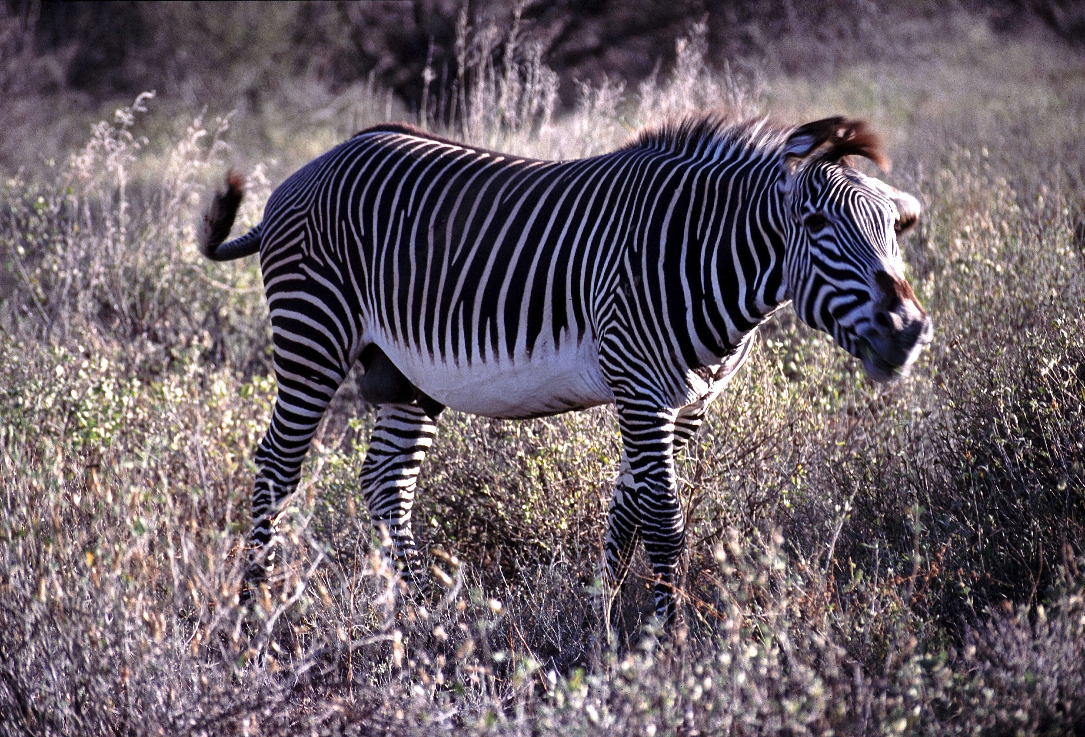 Image of zebra