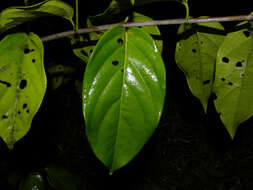 Image de Tetrapterys tinifolia Triana & Planch.