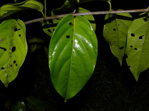 Image of Tetrapterys tinifolia Triana & Planch.