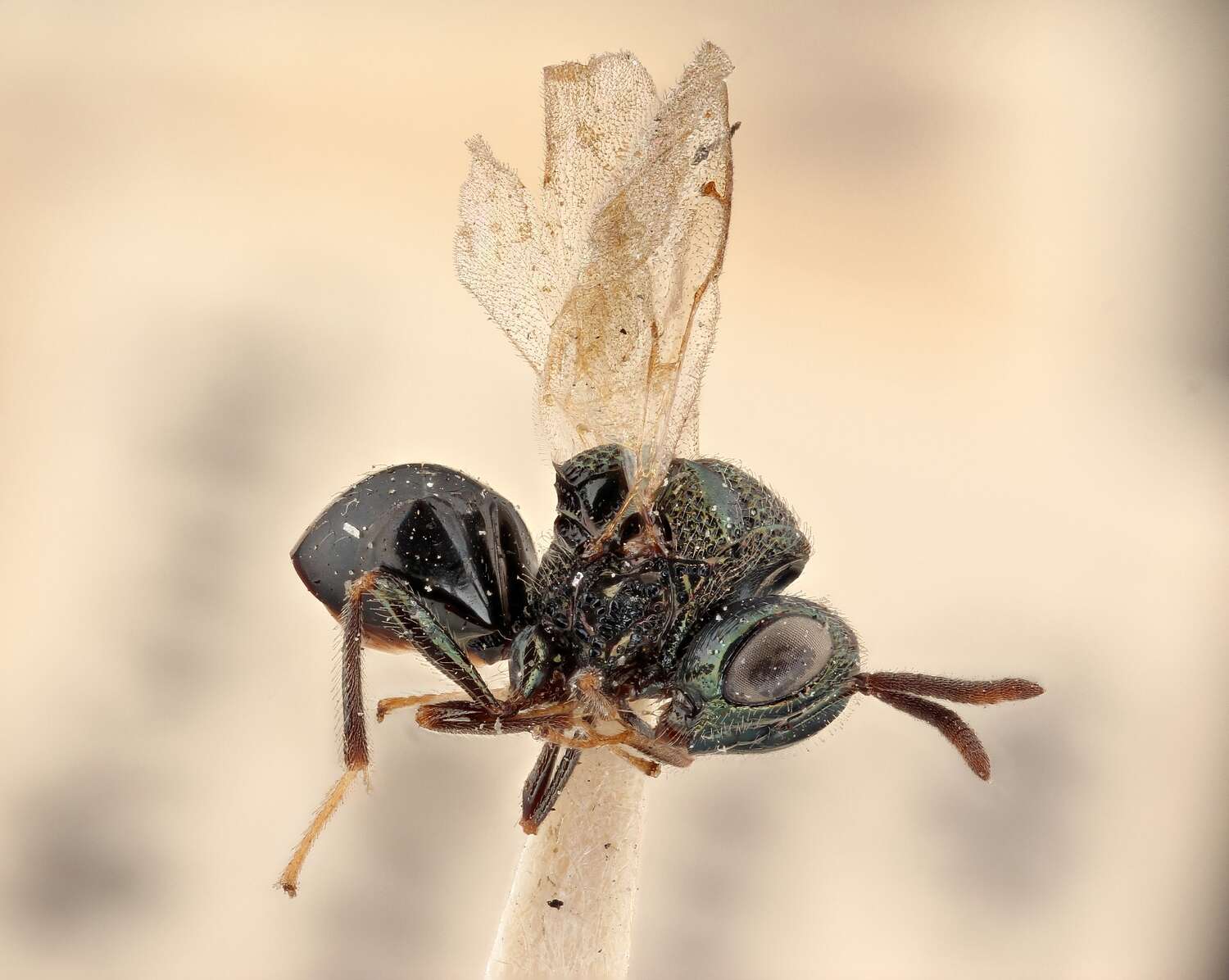 Image of perilampid wasps