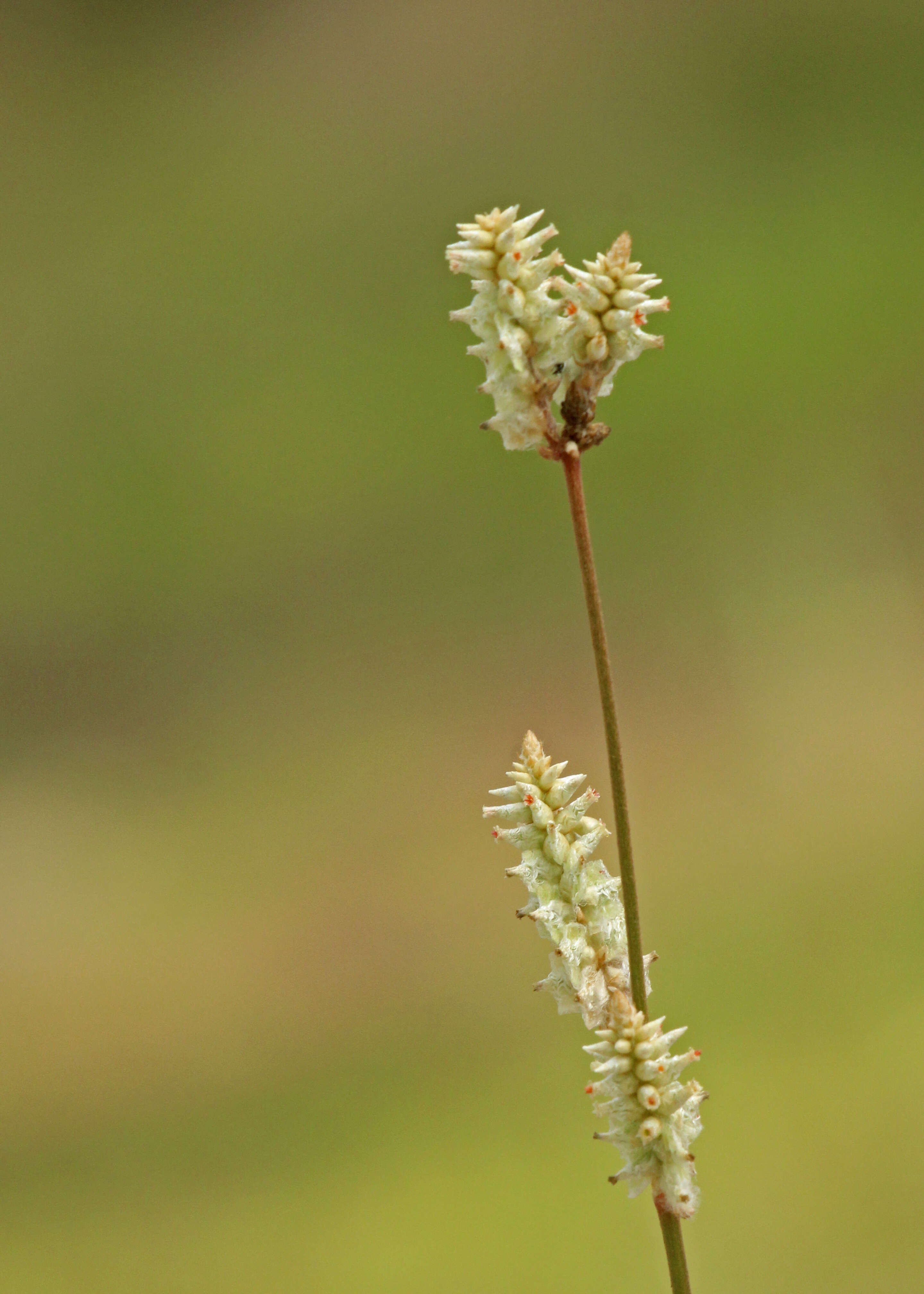 Image of snakecotton