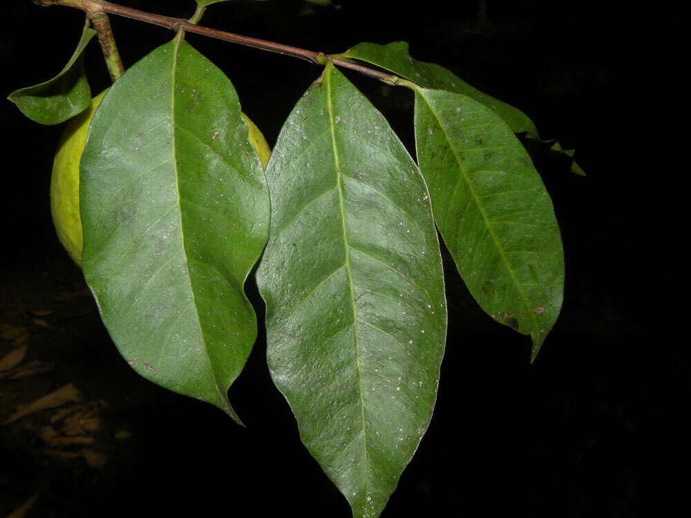 Image of wild guava