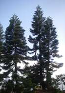 Image of Araucaria