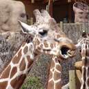 Image of Giraffa camelopardalis reticulata