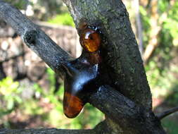 صورة Caesalpinia kauaiensis H. Mann