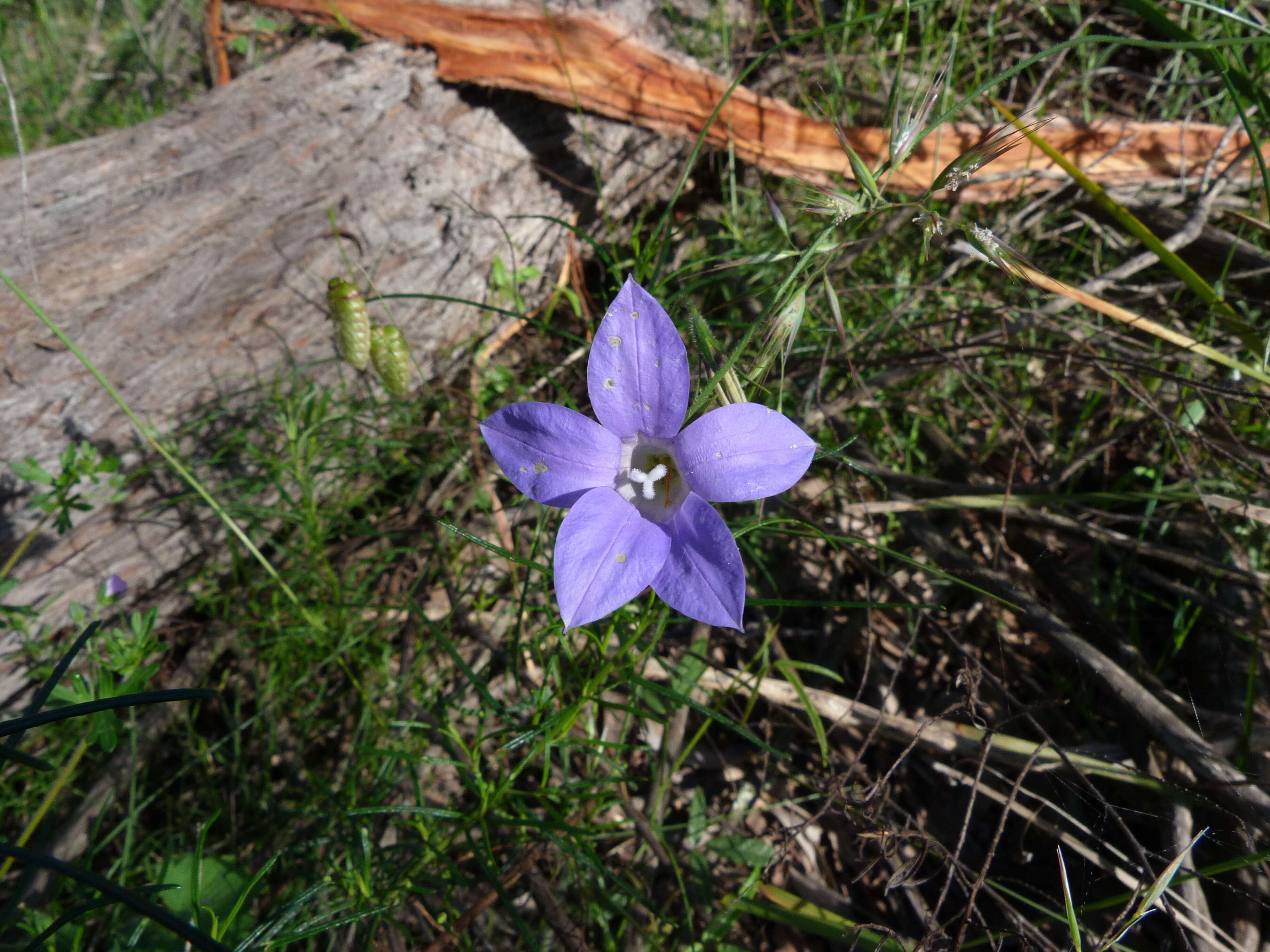 Image of Wahlenbergia stricta (R. Br.) Sweet