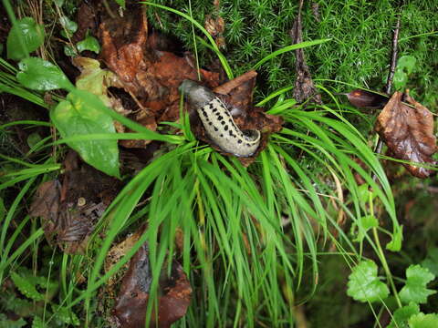 Image of garden slugs