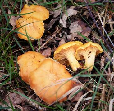 Image of Chanterelle