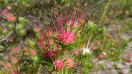 Image of Darwinia fascicularis Rudge