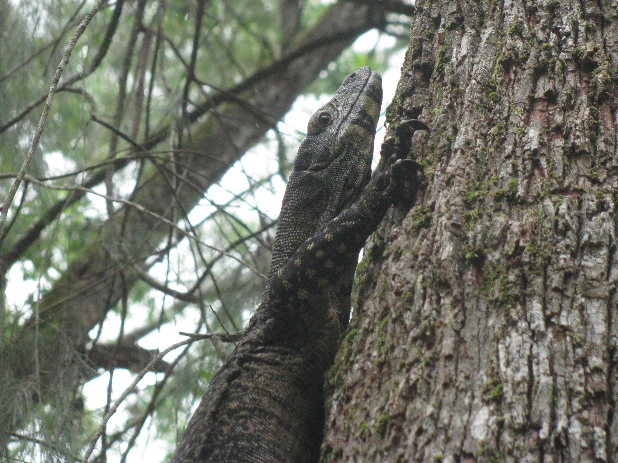 Image of monitor lizards