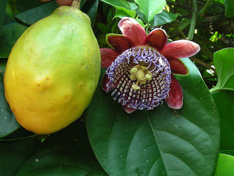 Sivun Passiflora alata Curtis kuva