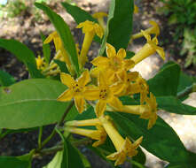 Image of jessamine