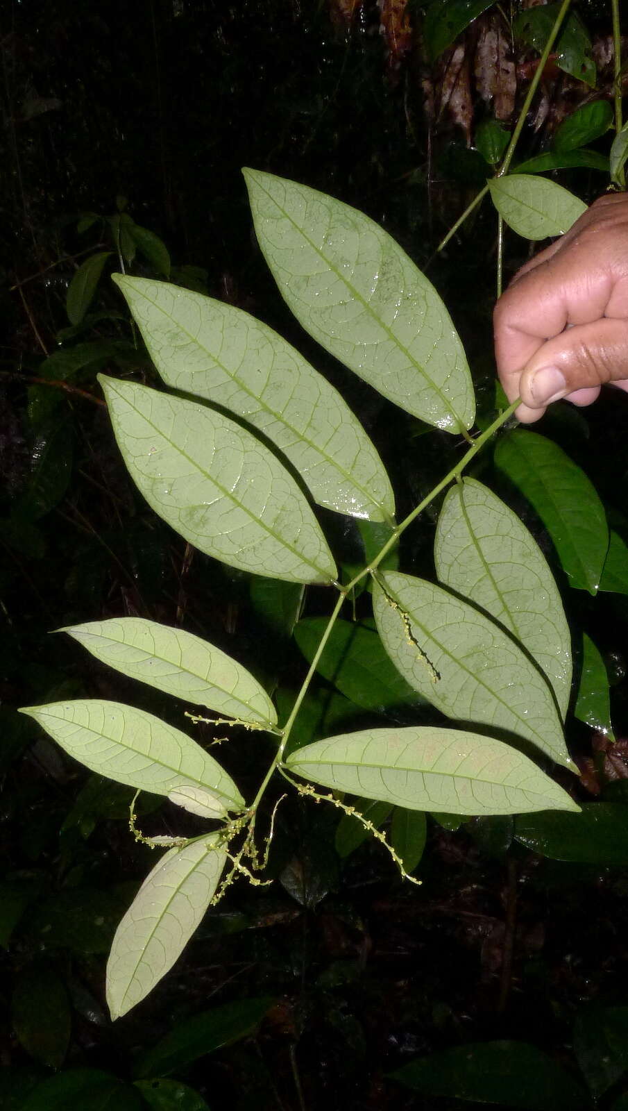 Image of Gymnanthes glabrata (Mart.) Govaerts