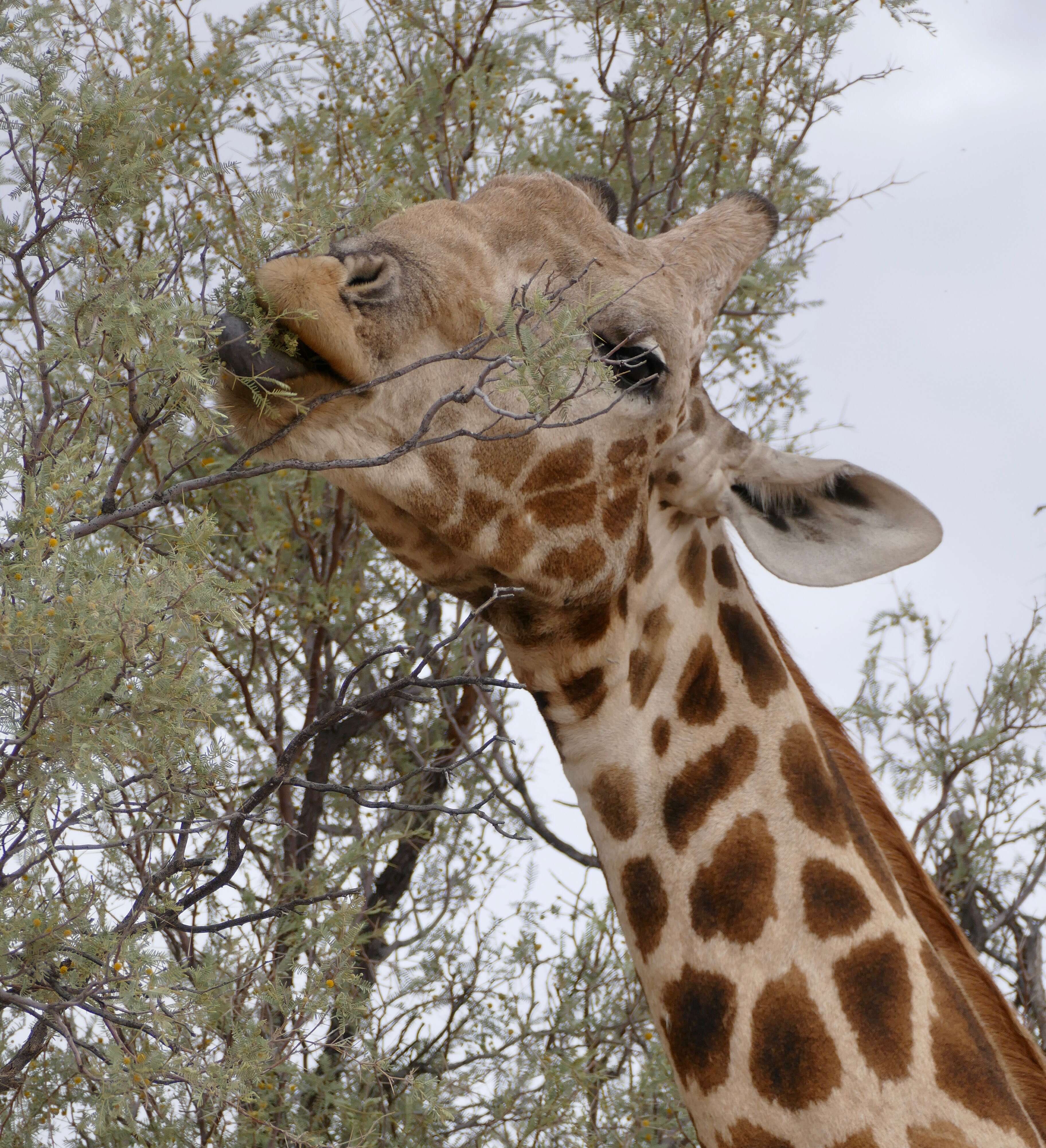 Image of Giraffes