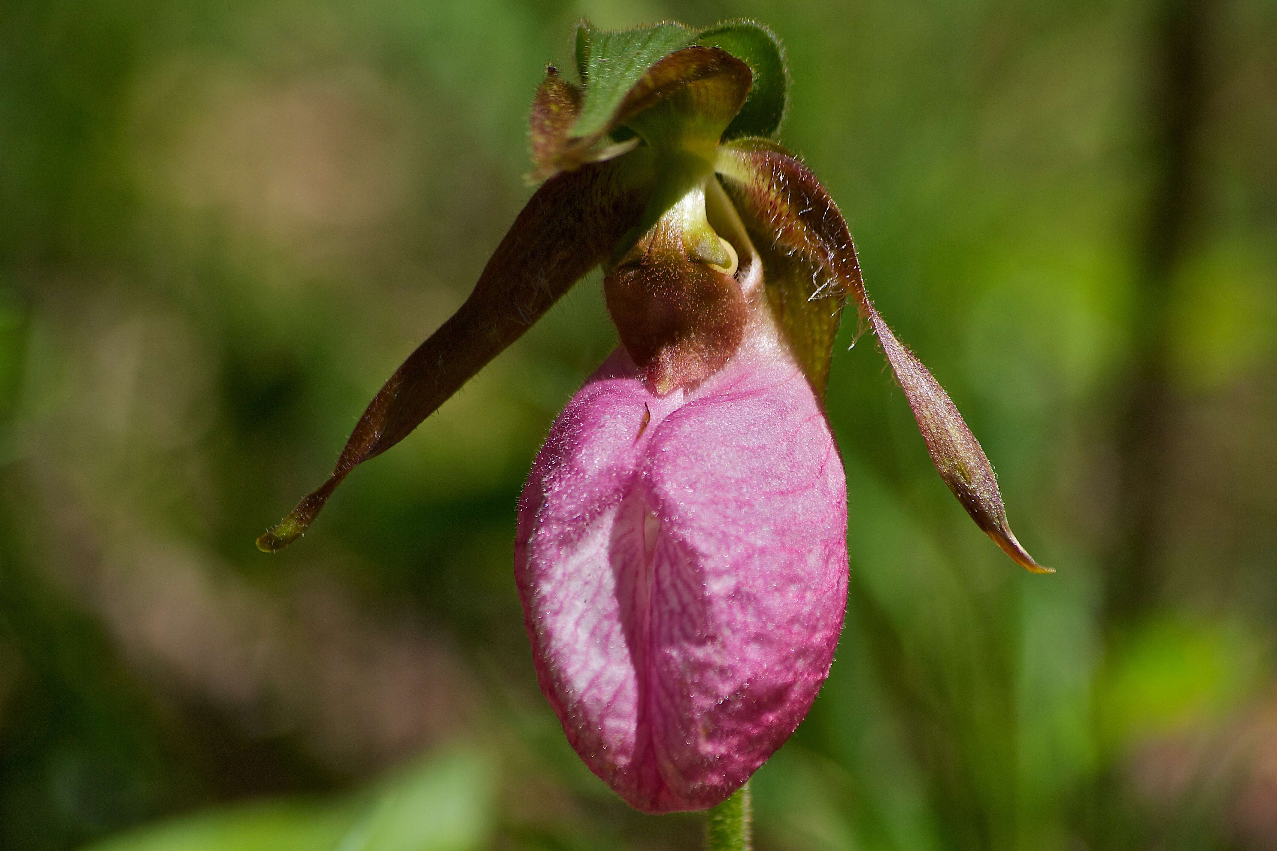 Слика од Cypripedium