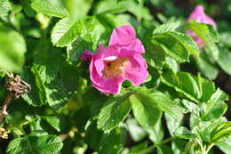 Image of rose