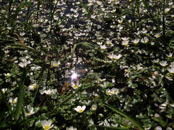 Image of Pond Water-crowfoot