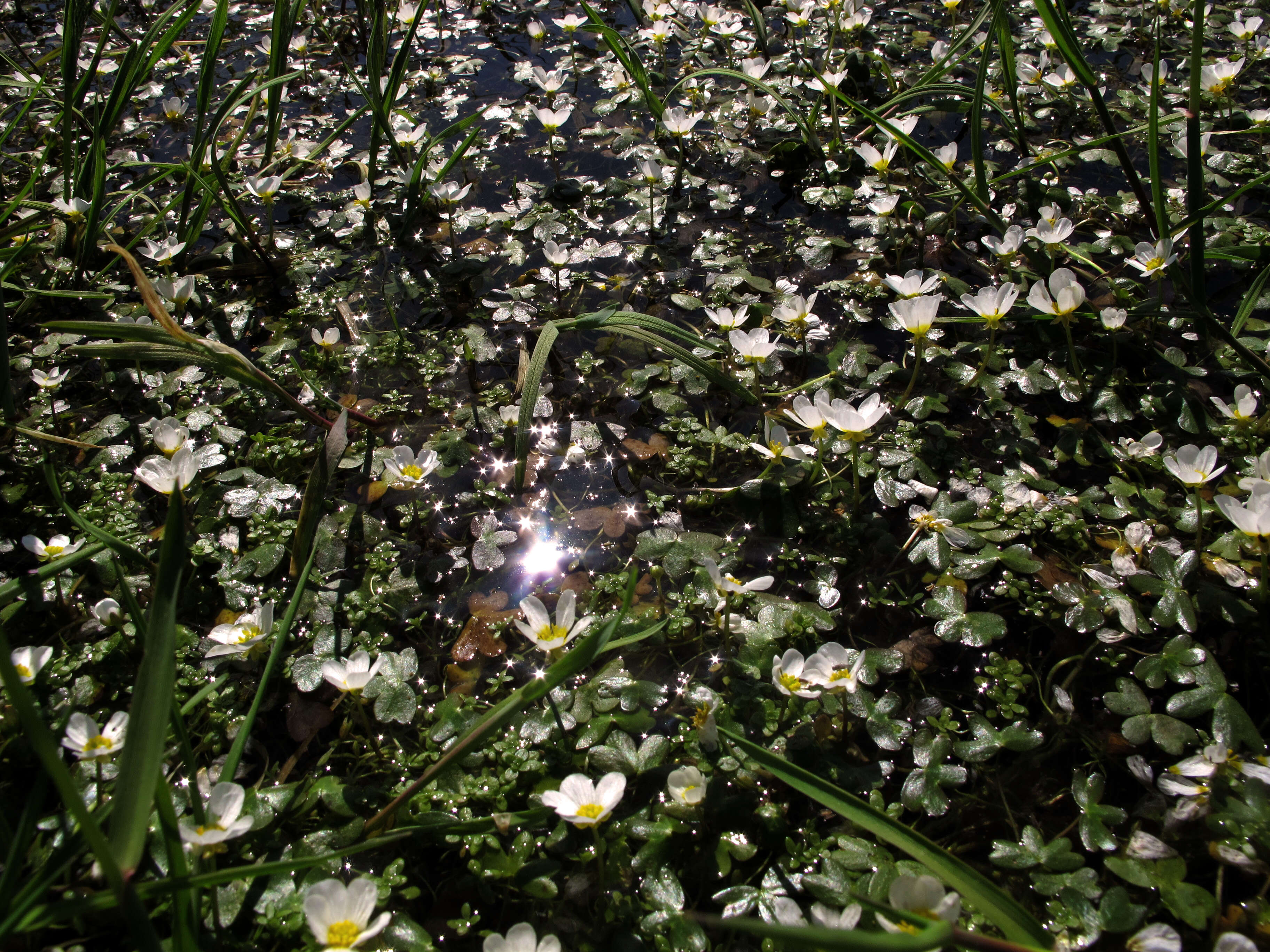 Image of Pond Water-crowfoot