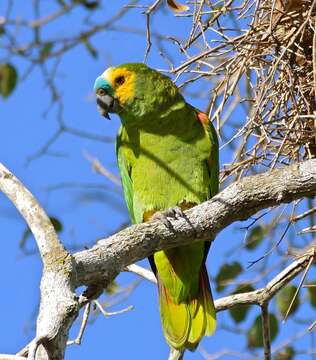 Image of Blue-fronted Amazon