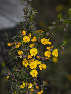 Слика од Pultenaea juniperina Labill.