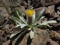 Image of silky raillardella