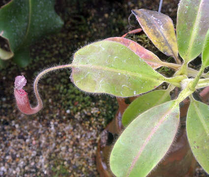 Image de Nepenthes glandulifera Chi. C. Lee