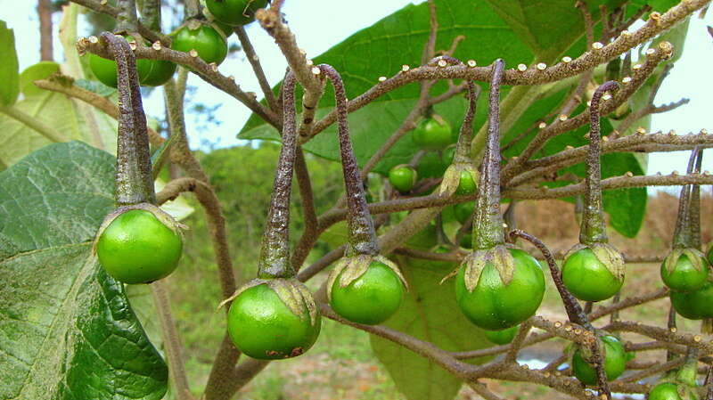 Image of Solanum paniculatum L.