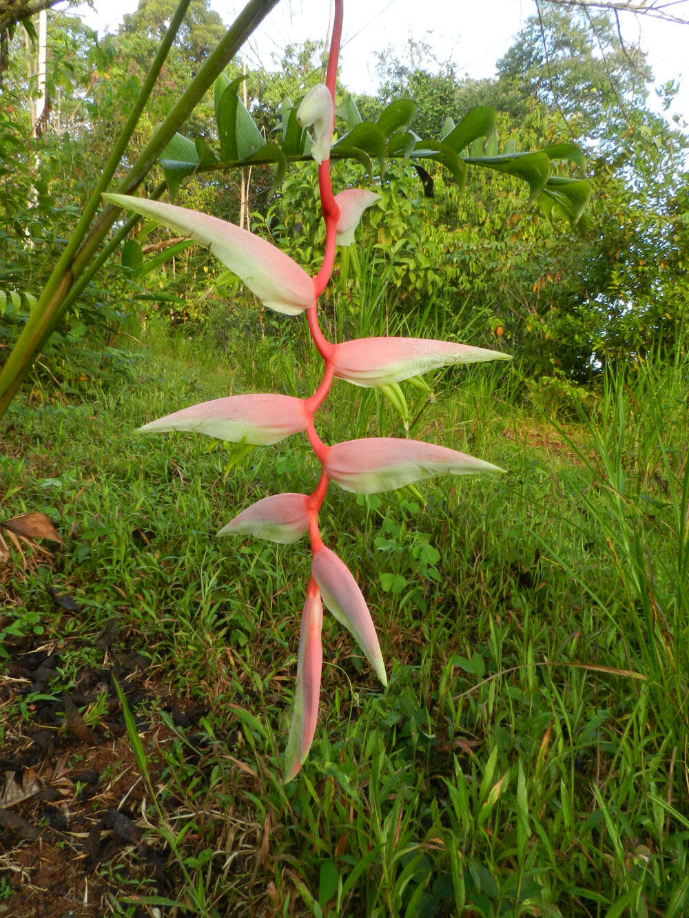 Image of Heliconia chartacea Lane ex Barreiros