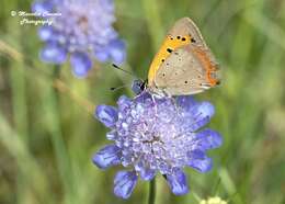 Image of Lycaena