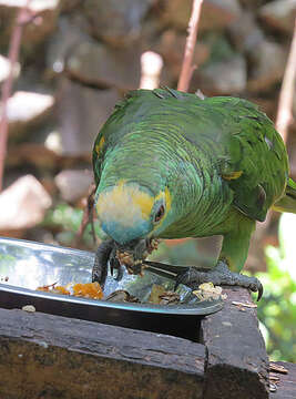 Image of Blue-fronted Amazon