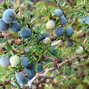 Image of Berberis empetrifolia Lam.