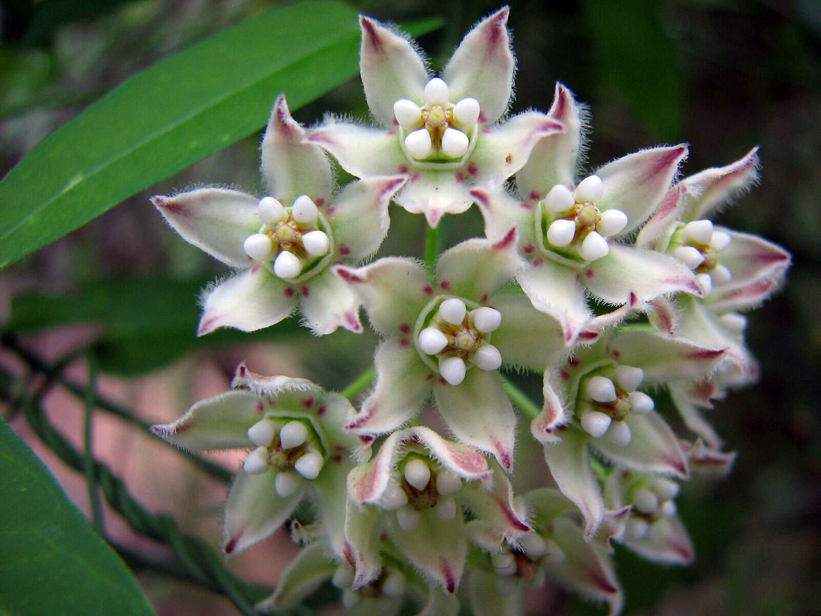 Imagem de Funastrum cynanchoides (Decne.) Schltr.