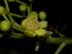 Image of Tovomita longifolia (L. C. Rich.) Hochr.