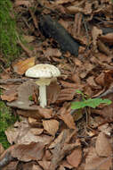 Image of False deathcap