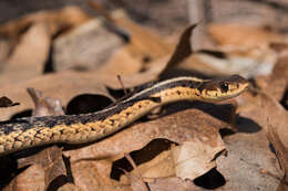 Image of Common Garter Snake