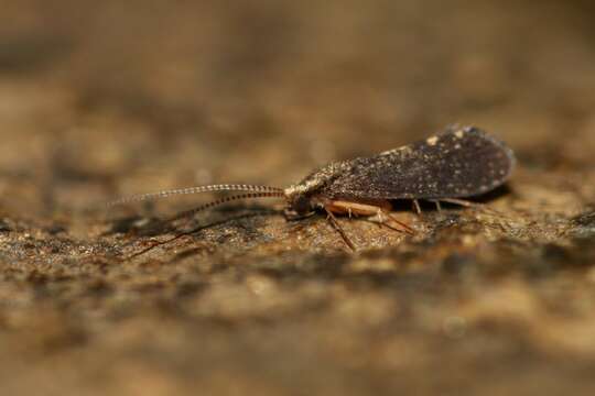 Image of polycentropodid trumpet-net and tube-making caddisflies