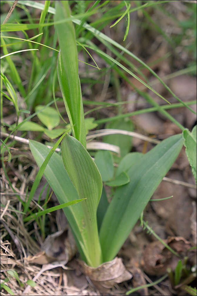 Image of Neotinea