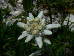 Image of Edelweiss
